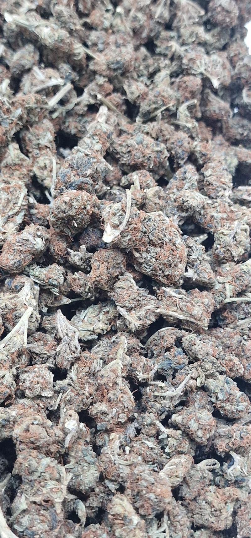 Introductory Stardog Smalls 🐩