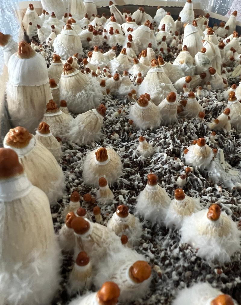 Magic Mushrooms: ODPE