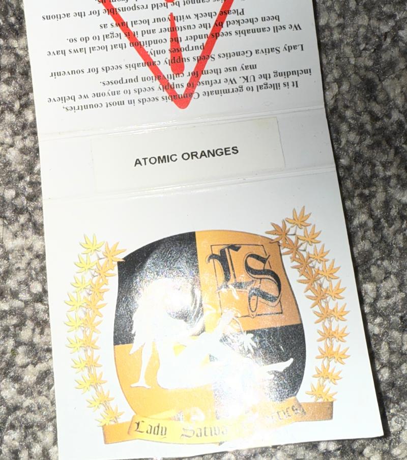 Atomic Oranges By Lady Sativa Genetics.