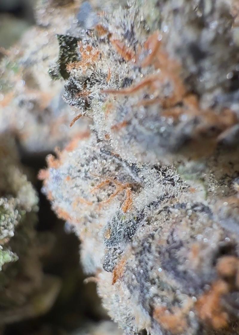 KLEEN FARMS GARY X ZOAP