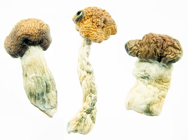 MAGIC MUSHROOMS
