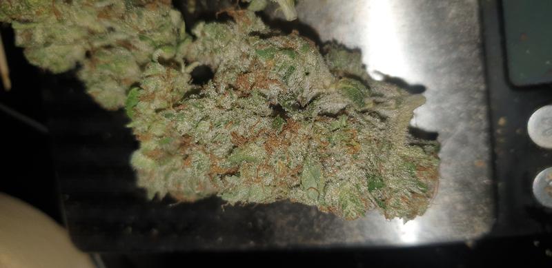 Bola Mintz - RozzyGrown