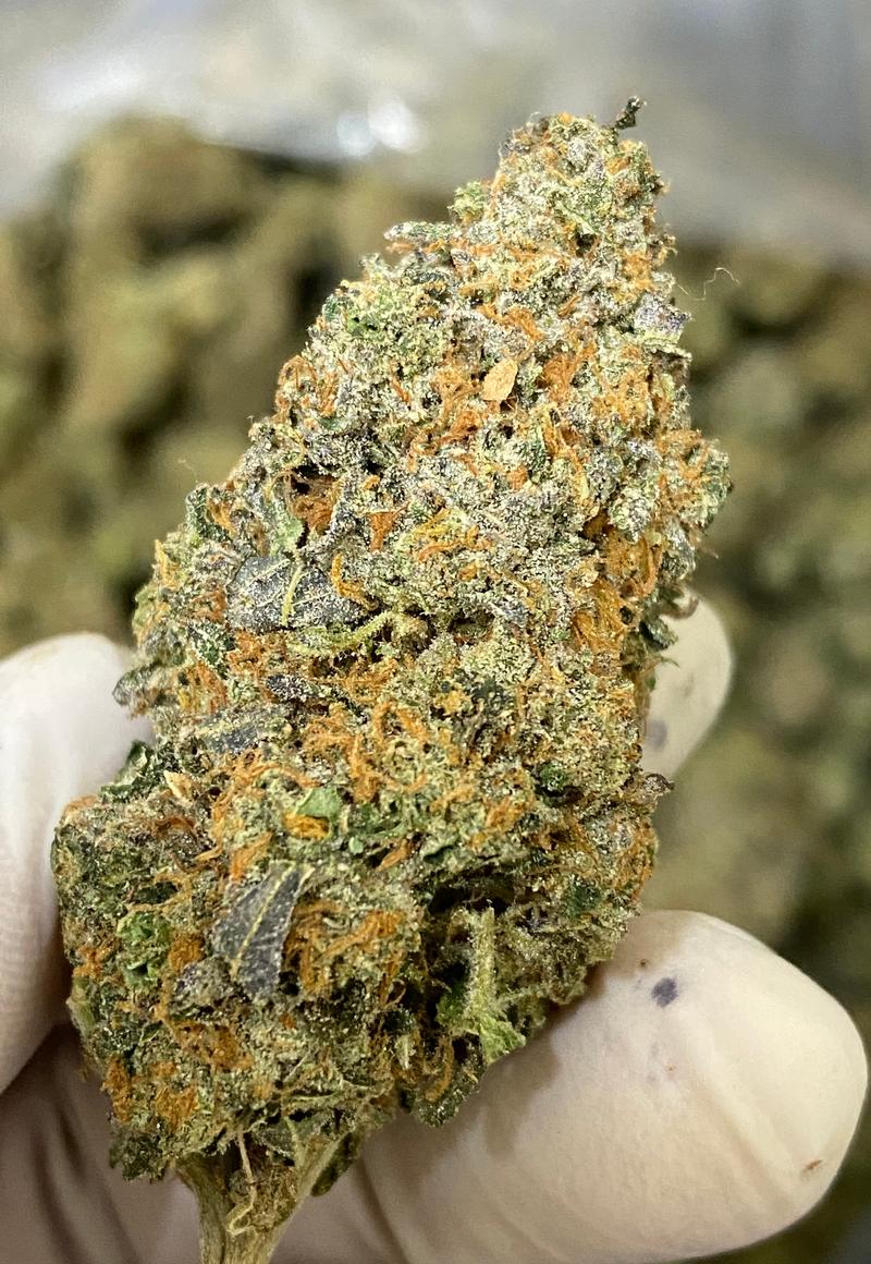 Biscoff Top Quality in House Grown ⛽️ 🔥