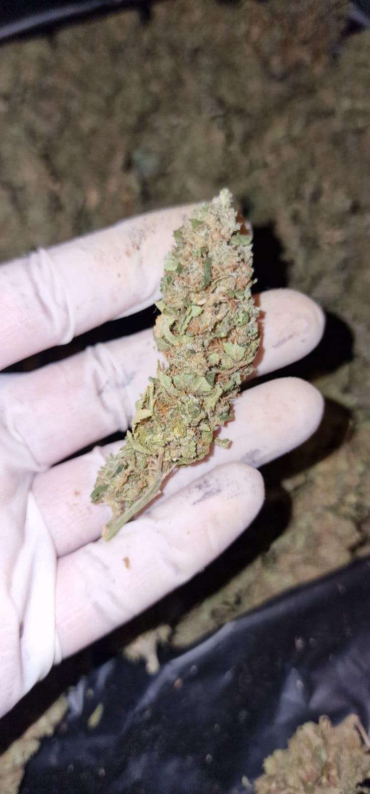 Bargain Grade Classic Sativa Haze