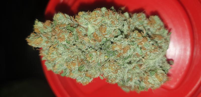 Blueberry Cheese - RozzyGrown