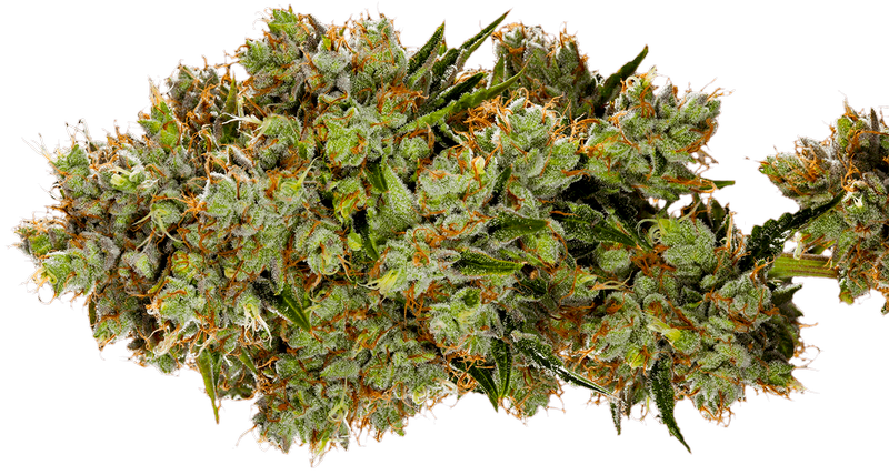 Premium Top Shelf Flower
