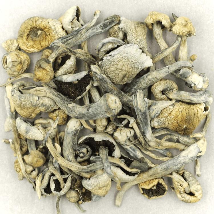 MAGIC MUSHROOMS