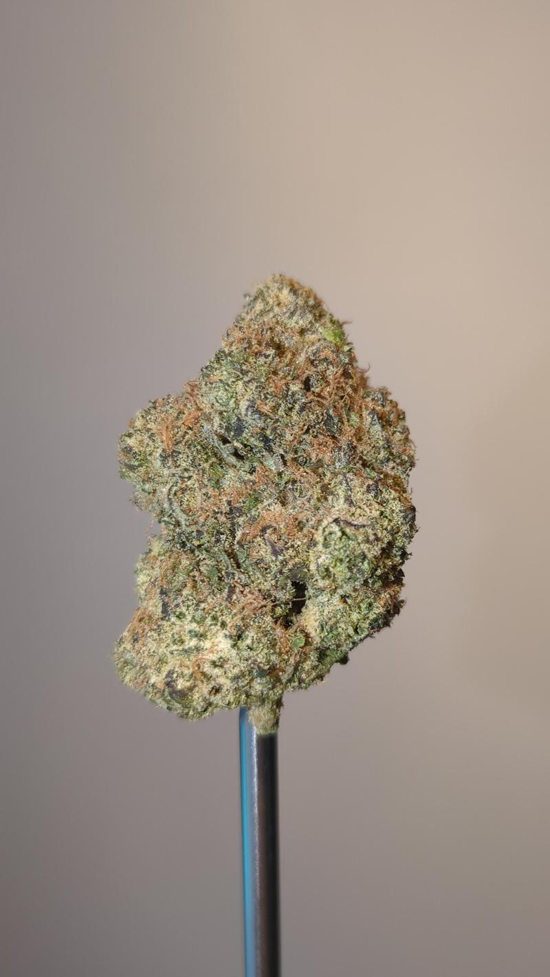 US Mids - Lemon Cookies (Indoor)