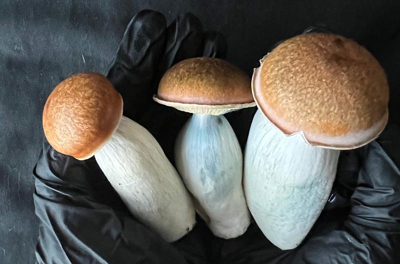 Magic Mushrooms: Melmac 116