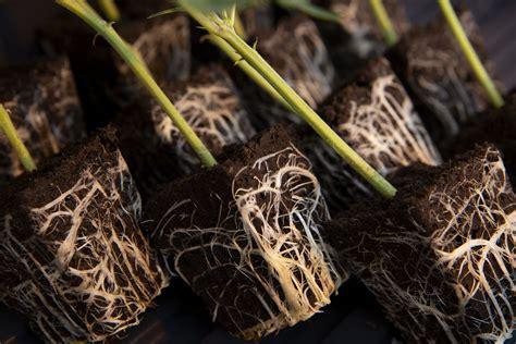 Wedding Cake aka Triangle Mints23 Clone/Cutting