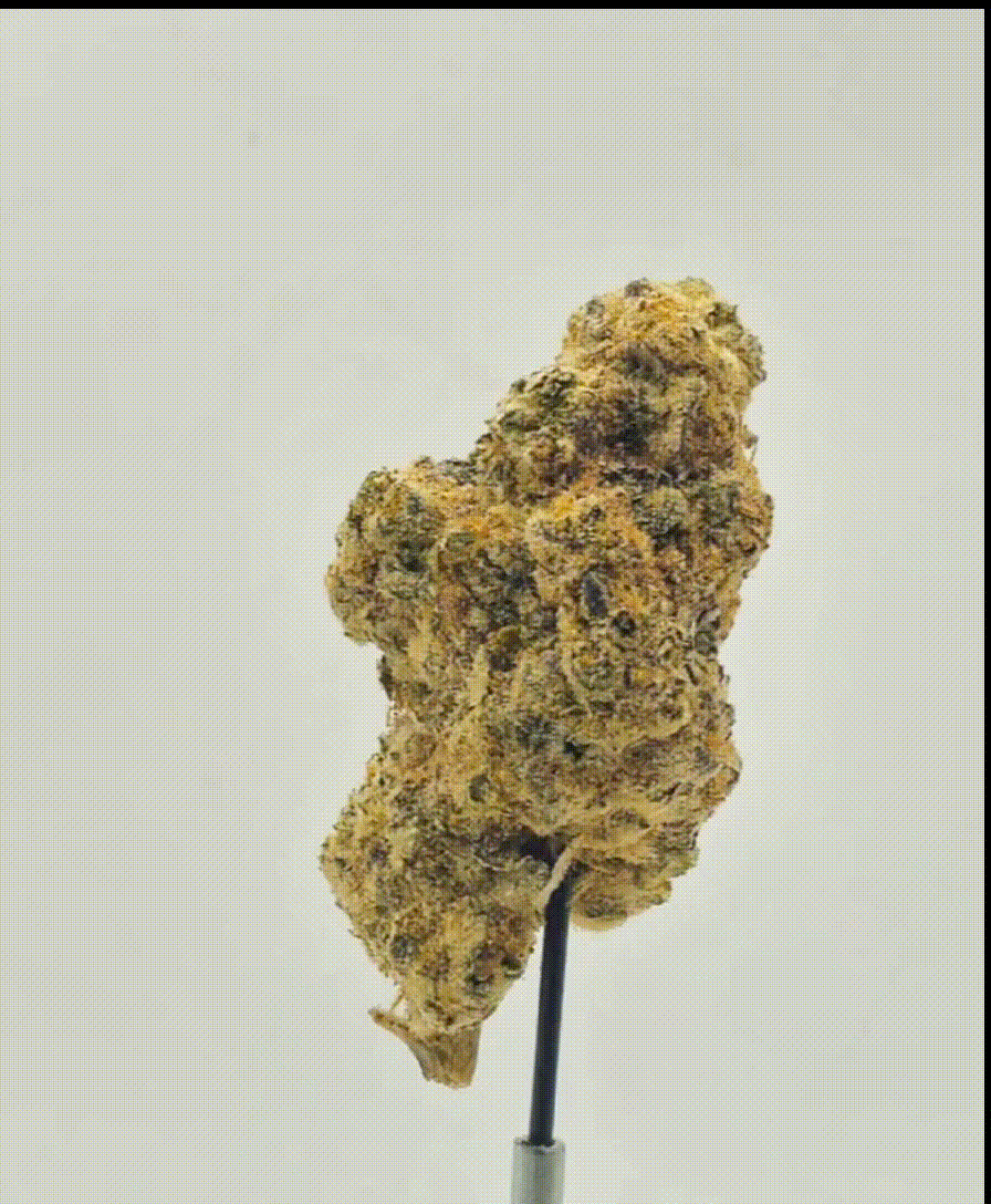 Platinum Gelato