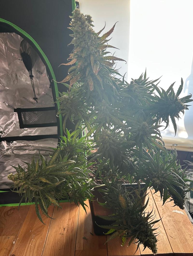 Strawberry Gorrilla Auto from fastbuds