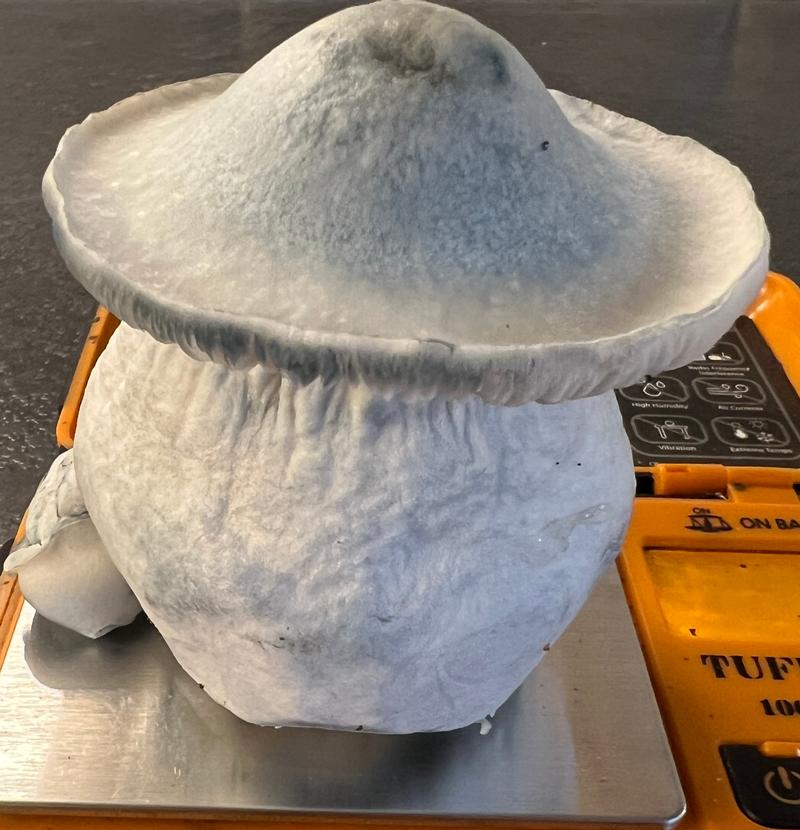 Magic Mushrooms: Yeti