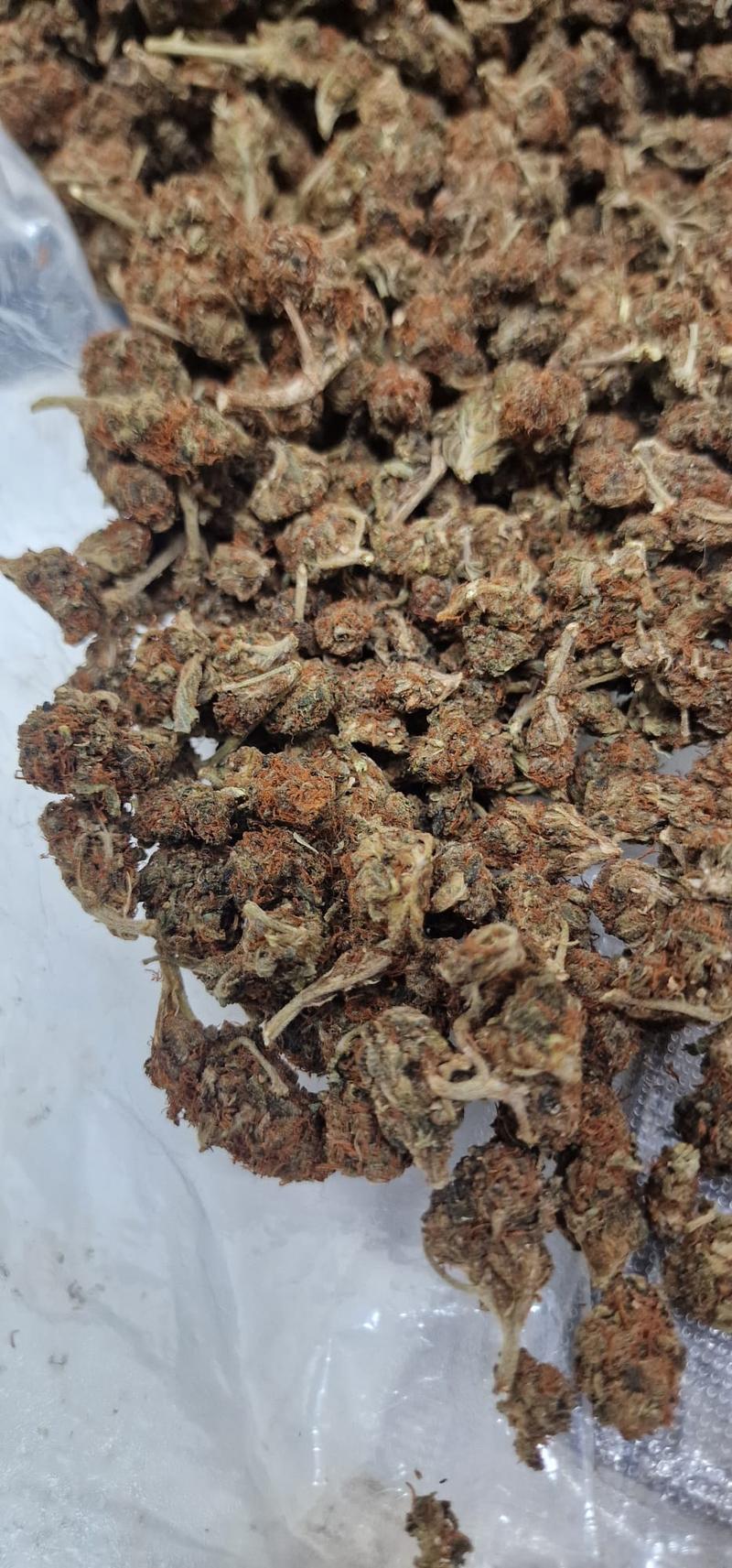 Introductory Stardog Smalls 🐩