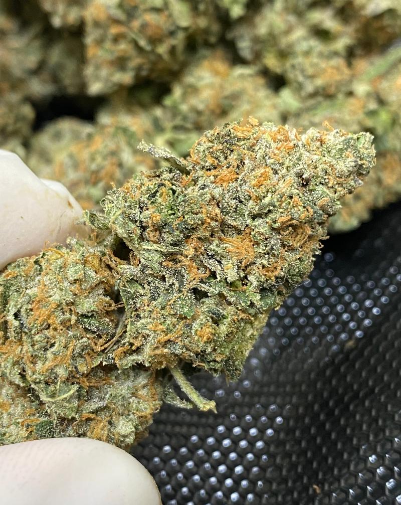 Biscoff Top Quality in House Grown ⛽️ 🔥