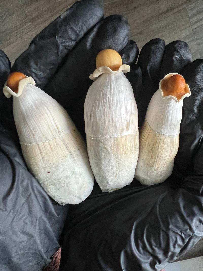 Magic Mushrooms: ODPE