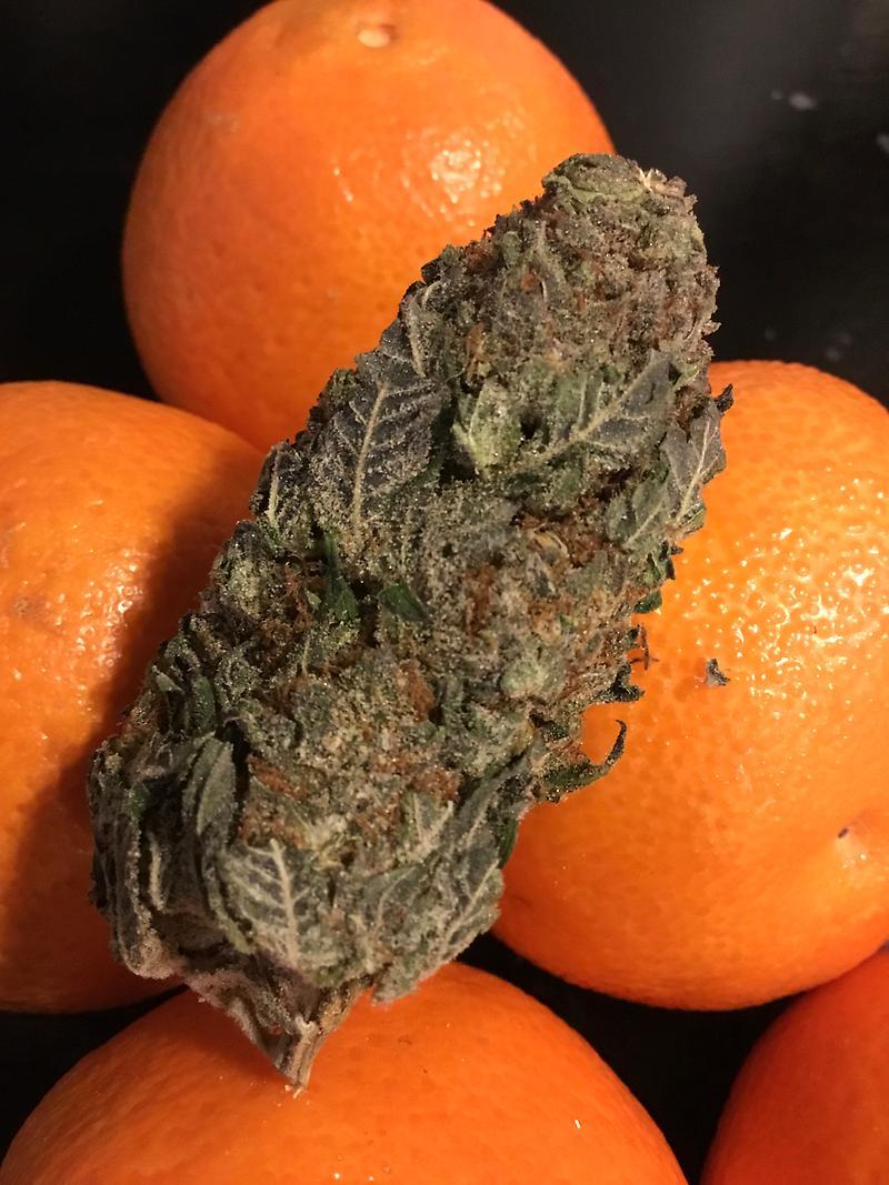 MIMOSA