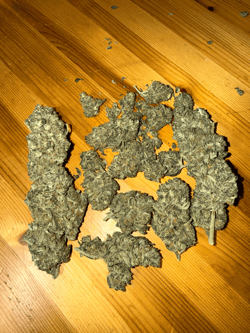 Cherry Sherbert 🍒