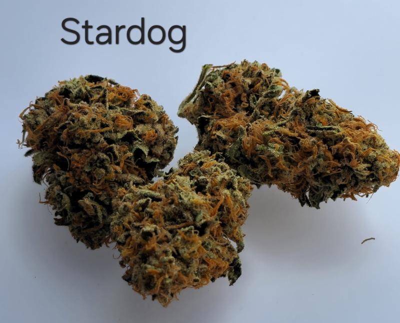 £140 oz Ammo + Dog Deal