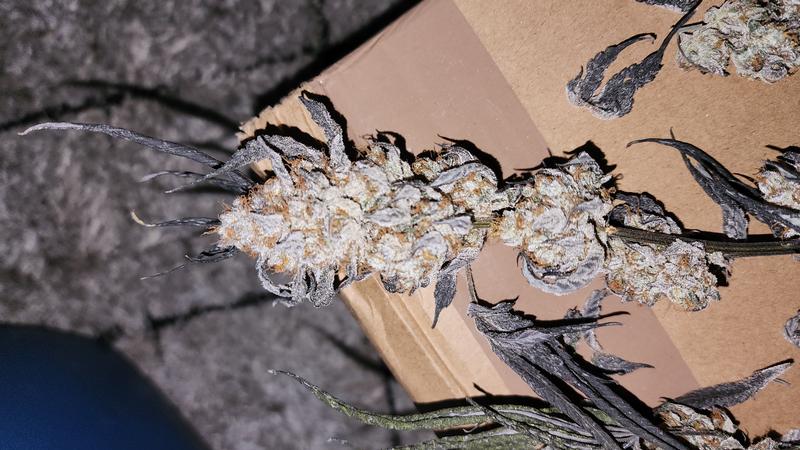 UK GROWN FLOWER
