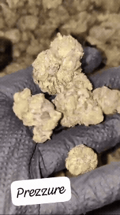 GRAFT FARMER ~ PREMIUM UK