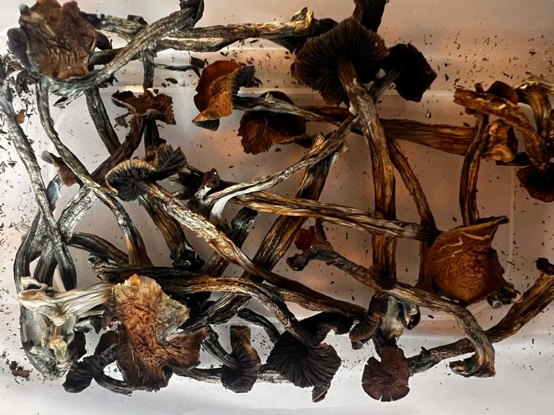 **Special Offer*** Magic Mushrooms