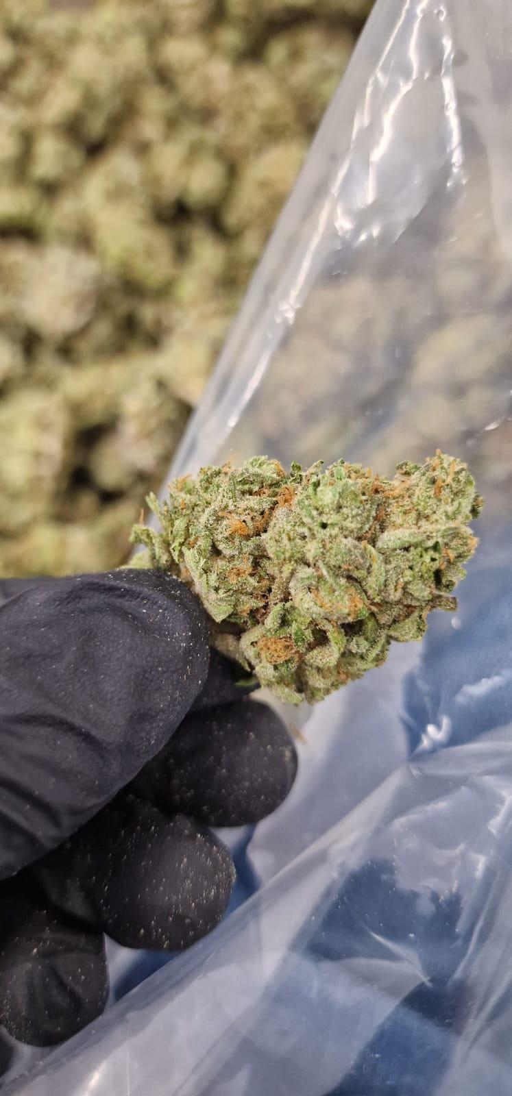 Z11 - Fruity Zkittles Real Deal Cut