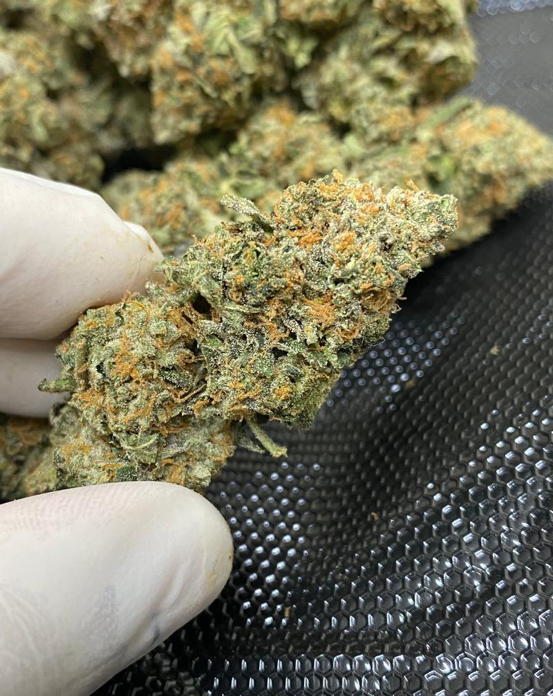 Biscoff Top Quality in House Grown ⛽️ 🔥