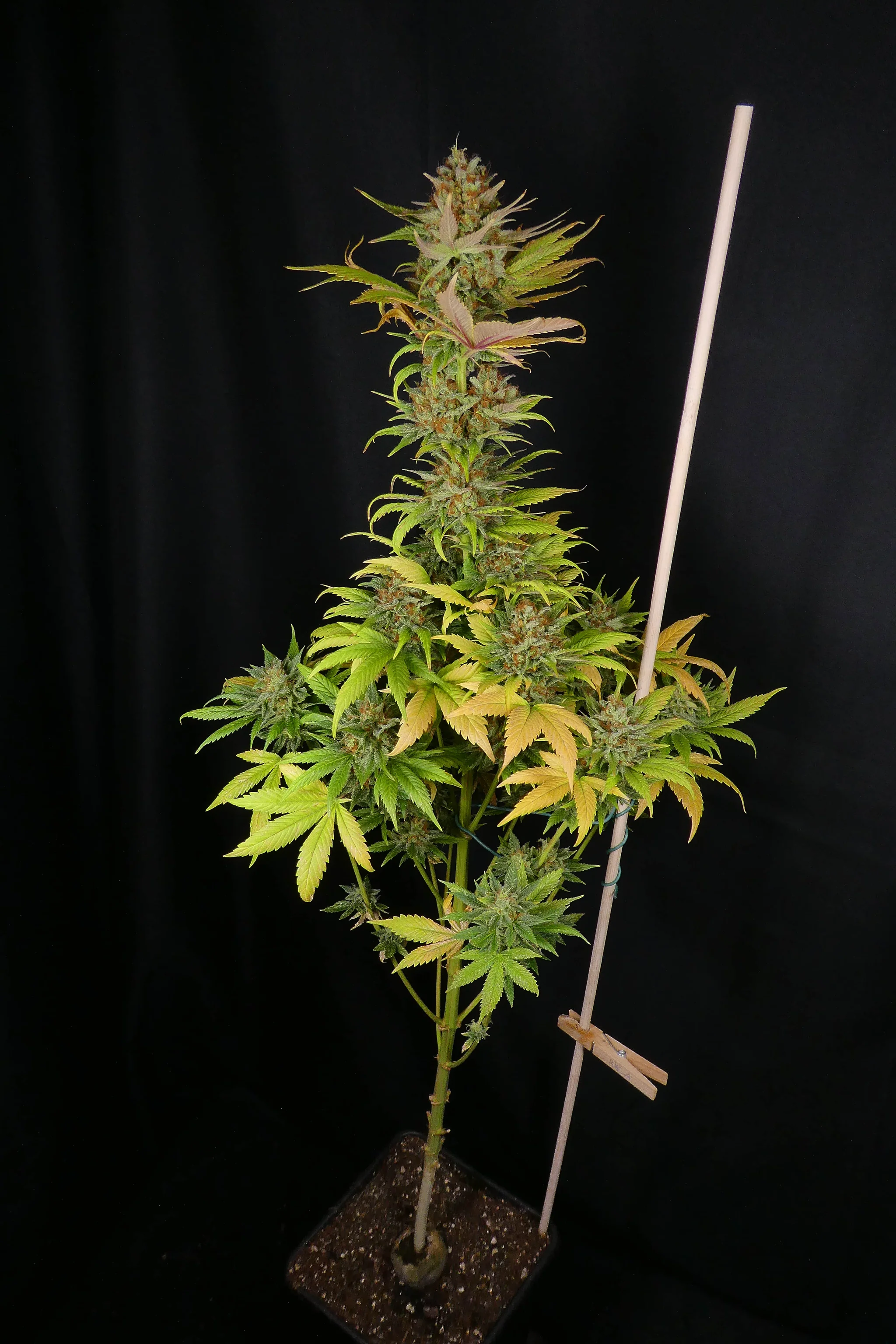 Wedding Cake aka Triangle Mints23 Clone/Cutting