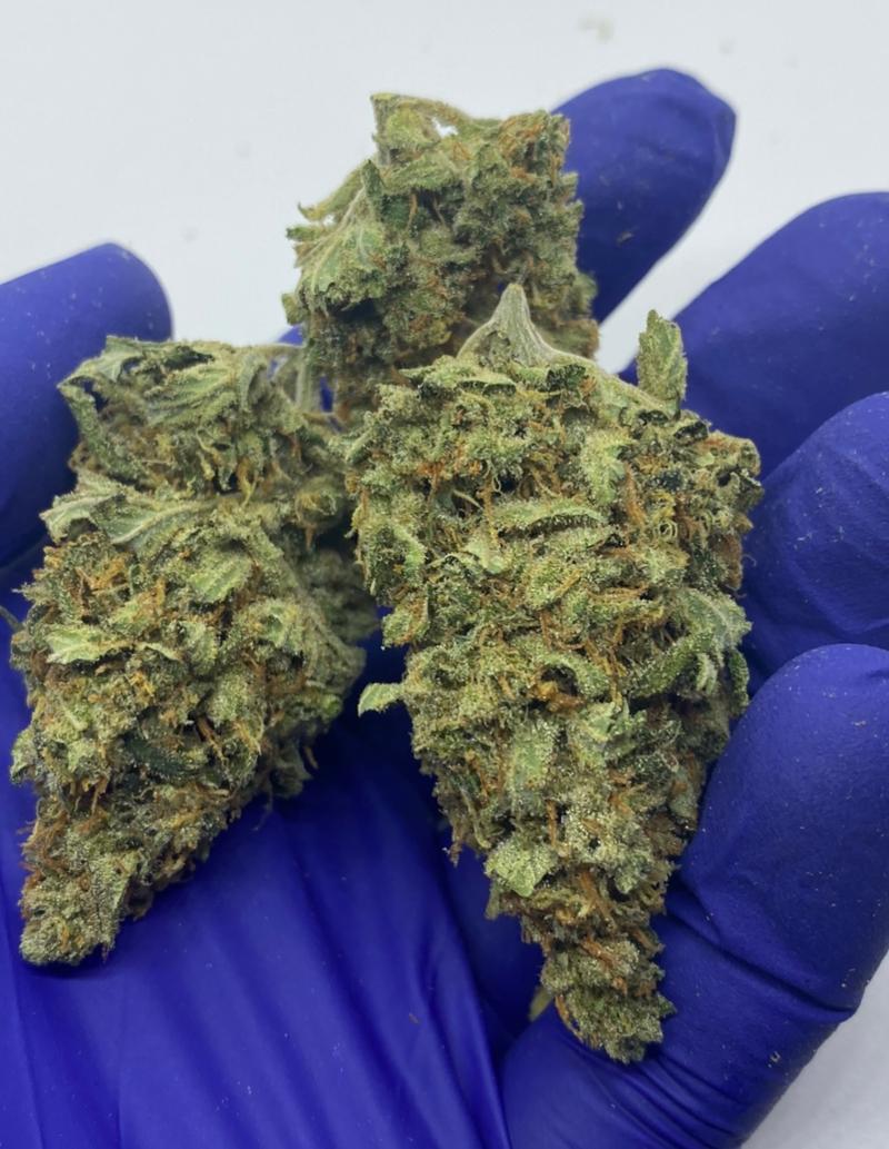 Northern Lights - Homegrown Classic Strain - Rare