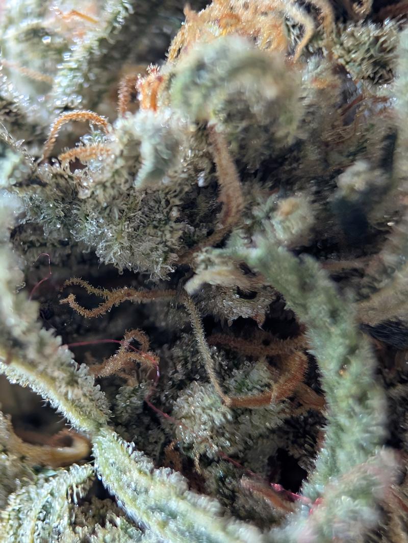 chilli Verde skunk