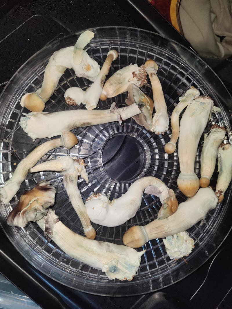 MUSHROOMS WHITE TEACHER CUBENSIS