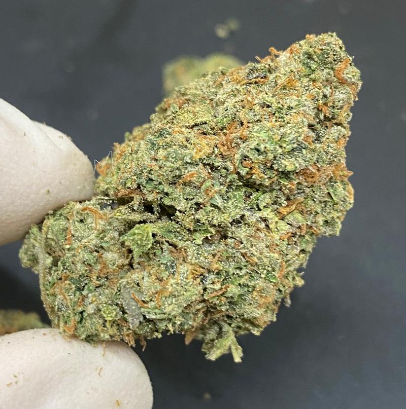 Britscotti - Boutique UK Grown - Top Shelf Hydroponics