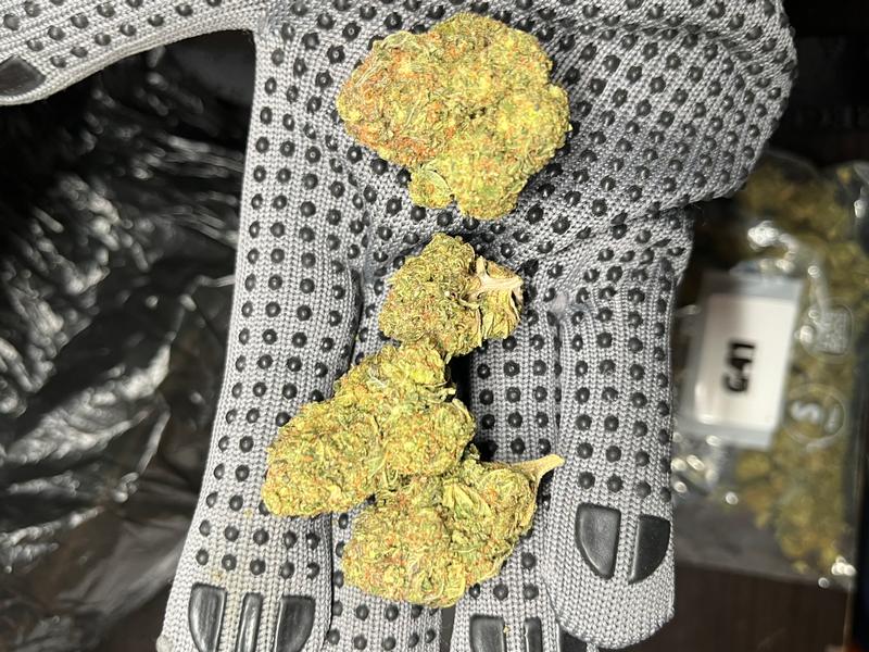 Gelato 41