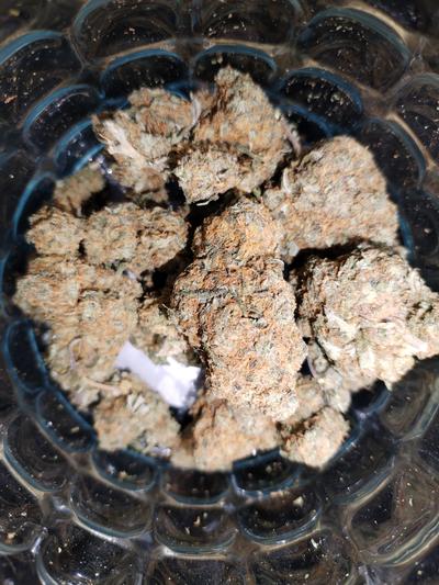 JEALOUSY - SHERBET X GELATO 41 FREE SHIPPING