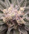 toker2
