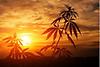 followthesun
