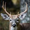 deerart