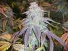 JimF420