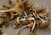 Shroomsational