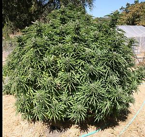 TheHighTimes