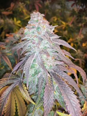 JimF420