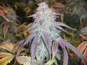 JimF420