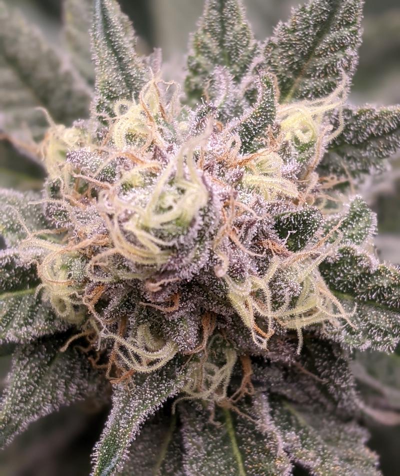 toker2