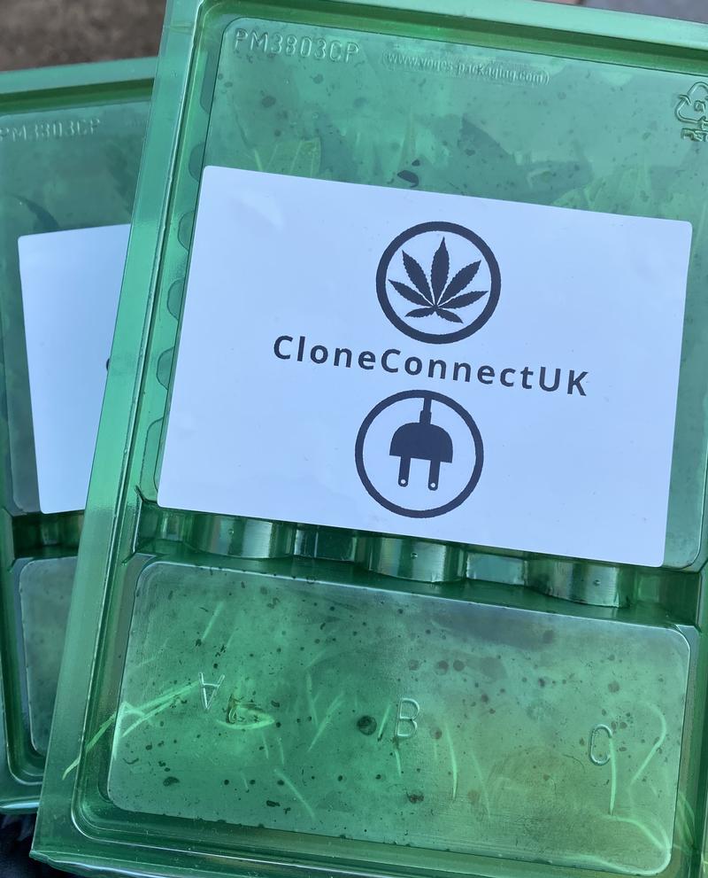 CloneConnect